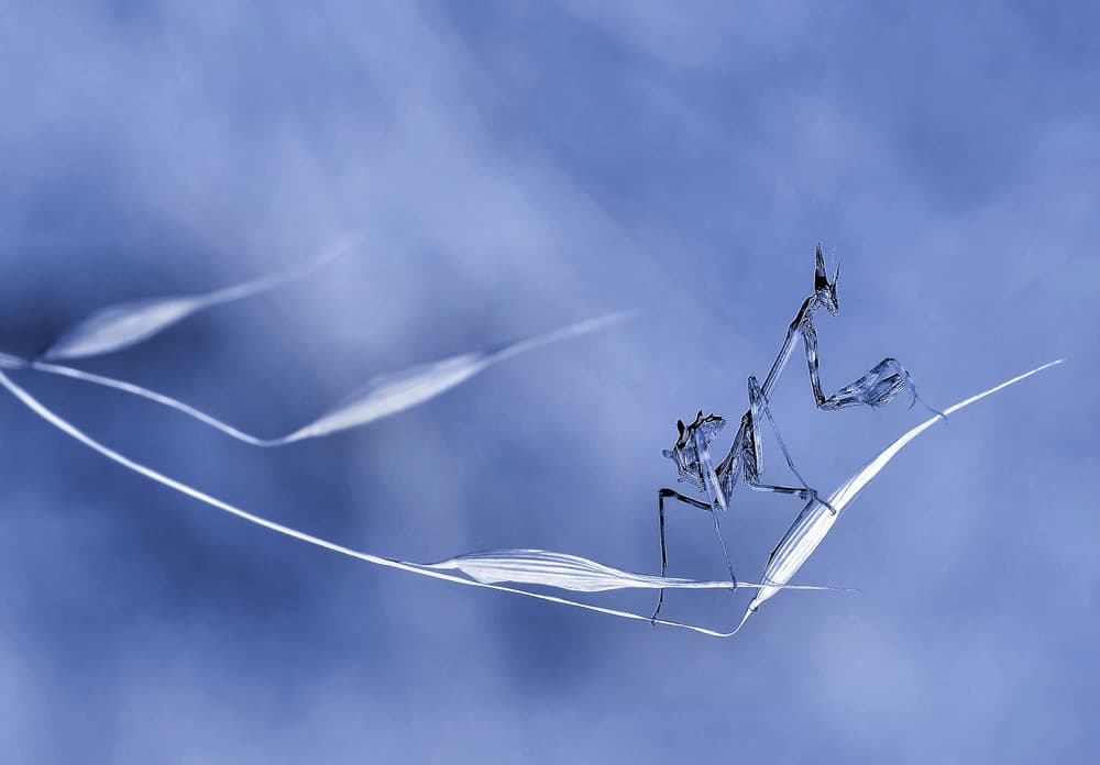 Elegant Blue Mantis by Thierry Dufour — canvas wall art