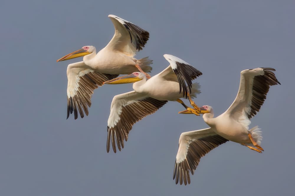 Dynamic Pelican Flight by David Manusevich — canvas wall art
