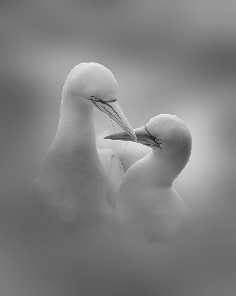 Tender Gannet Embrace by Qing Zhao — canvas wall art