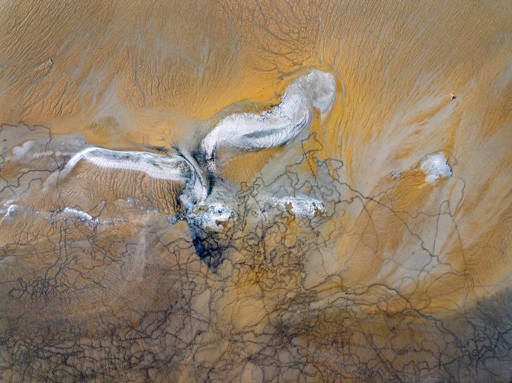Arid Land Bird by Shenshen Dou — canvas wall art