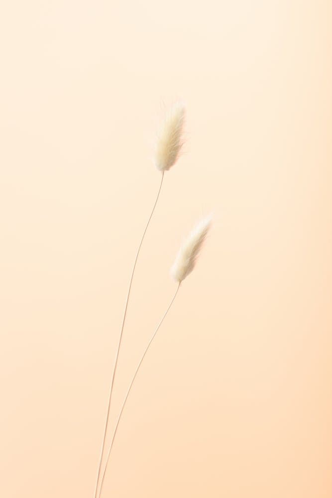 Bunny Tails on Peach by Pictufy Studio III — canvas wall art