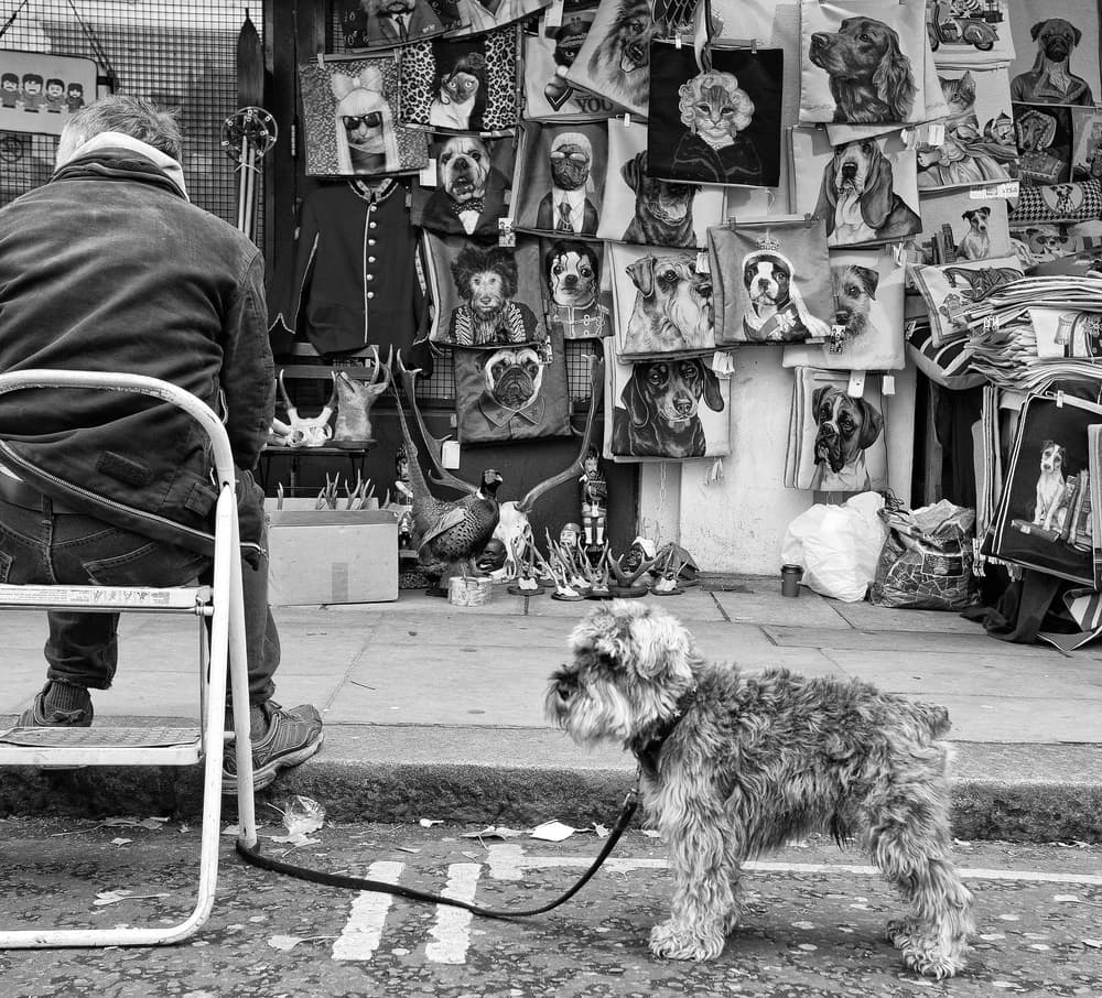 Curious Dog Market Scene by Lorenzo Grifantini — canvas wall art