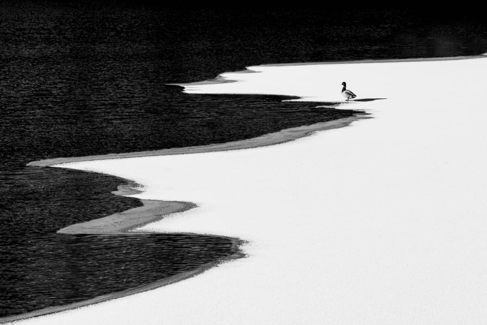 Duck on Frozen Lake by Steven Zhou — canvas wall art