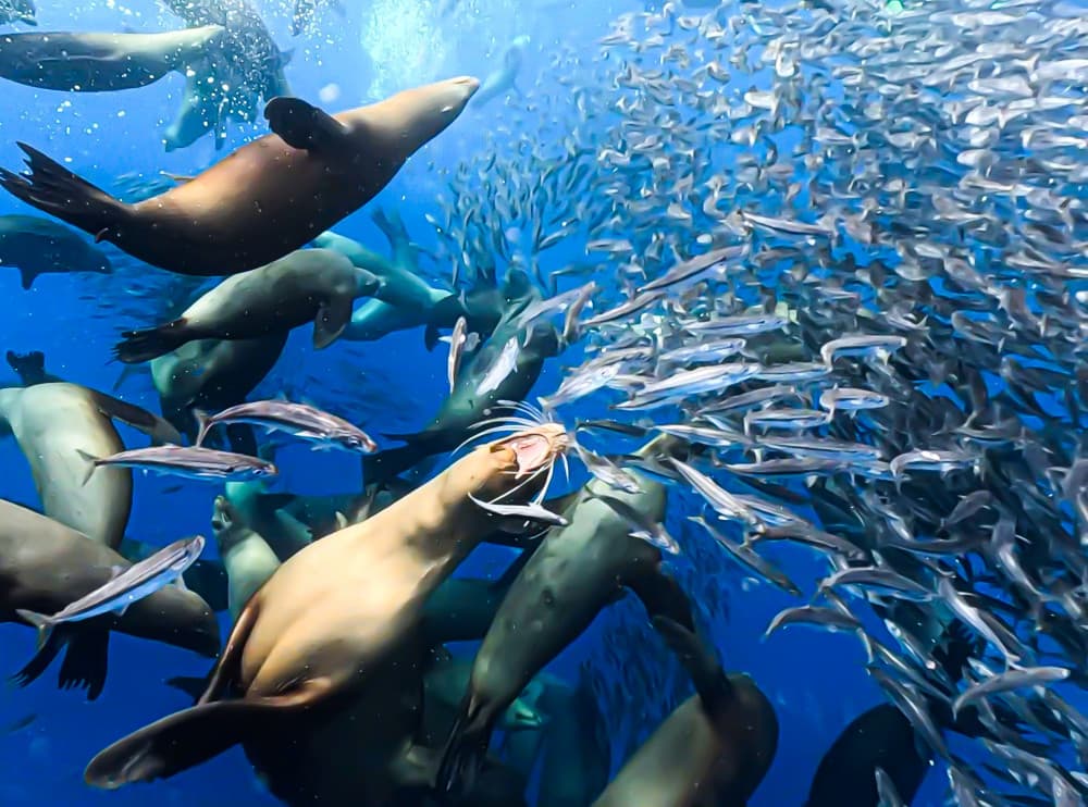 Sea Lions Hunt Sardines by KIMIO KOBAYASHI — canvas wall art