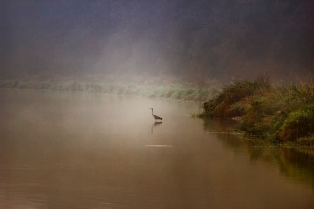 Misty River Heron by alberti Patrick — canvas wall art