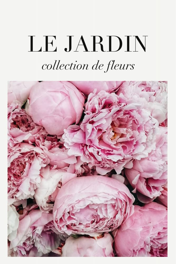 Lush Pink Peonies by Talitha McQueen — canvas wall art