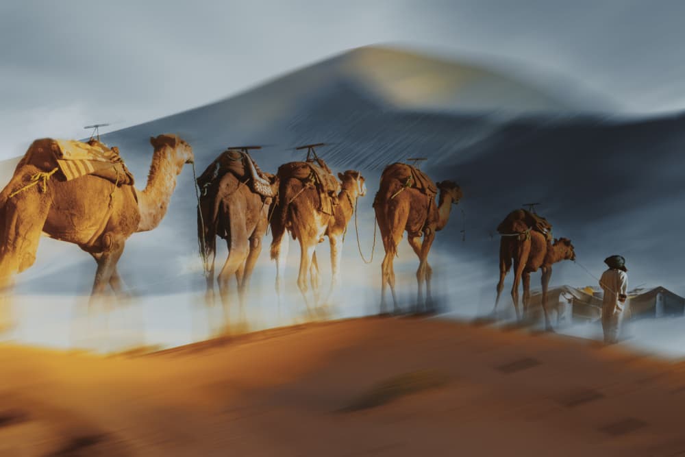 Desert Camels Journey by Gabrielle Halperin — canvas wall art