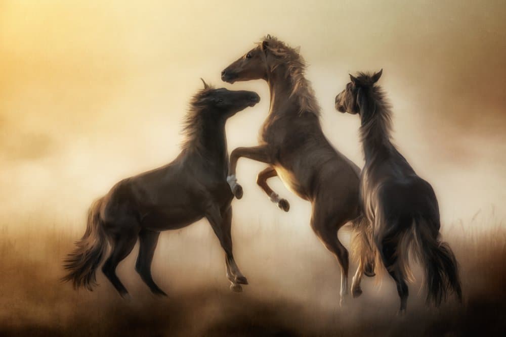 Wild Horses Golden Dust by Charlaine Gerber — canvas wall art