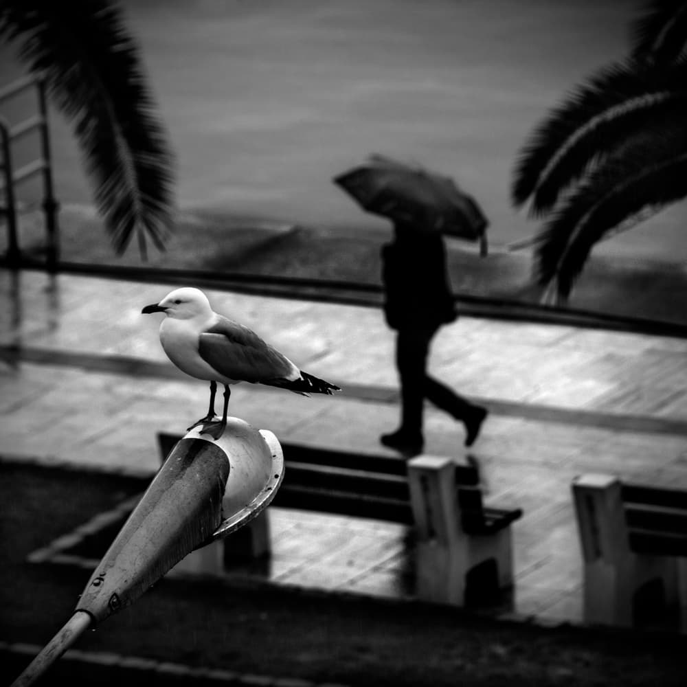 Seagull Rainy Stroll by George Digalakis — canvas wall art