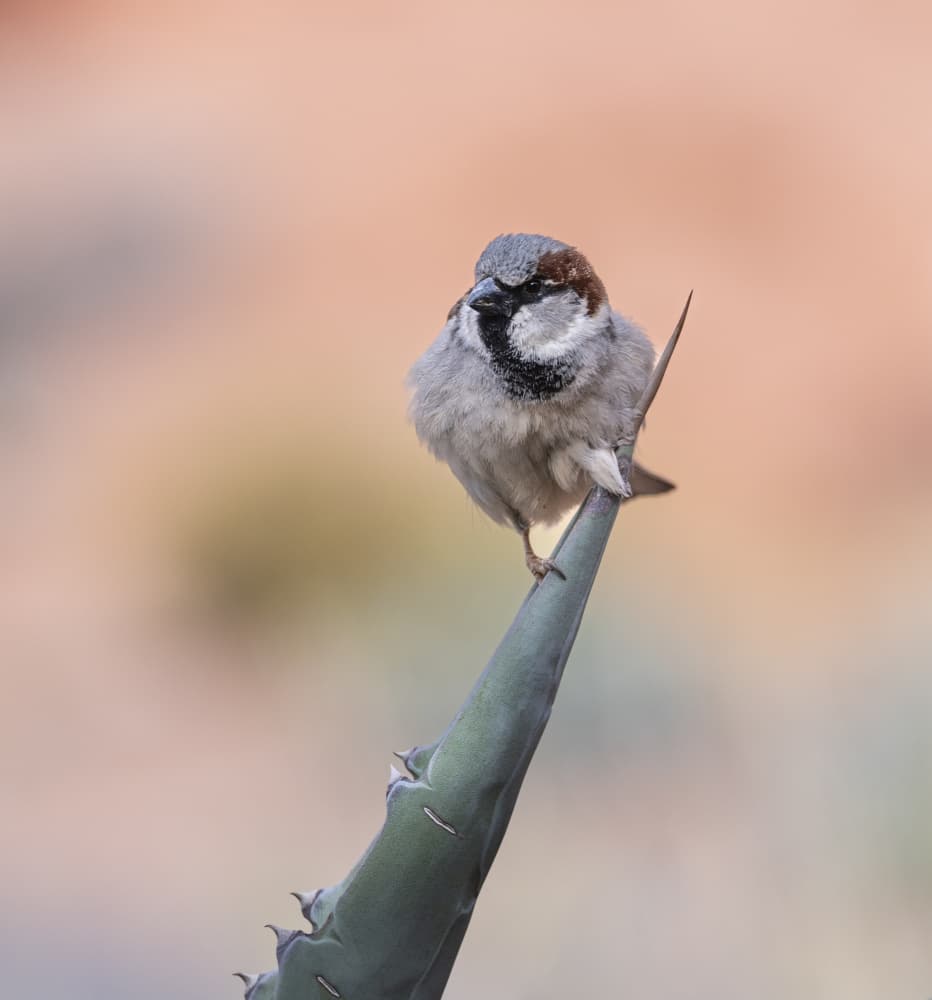 House Sparrow on Agave by Liwen Tao — canvas wall art