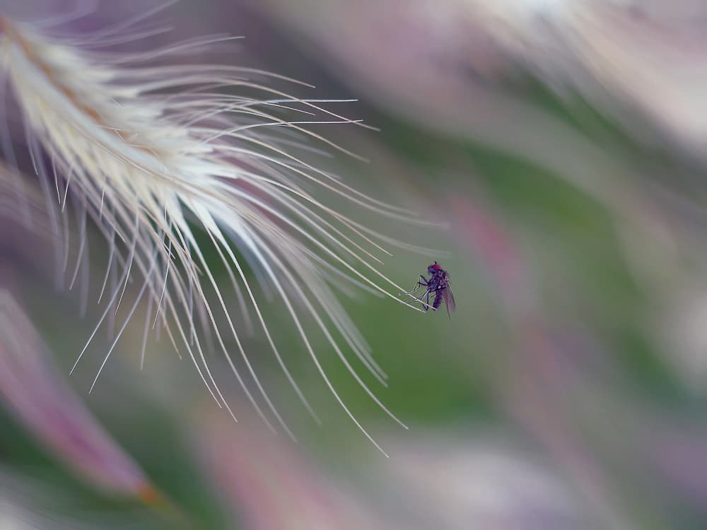 Delicate Fly on Feathery Grass by Thierry Dufour — canvas wall art