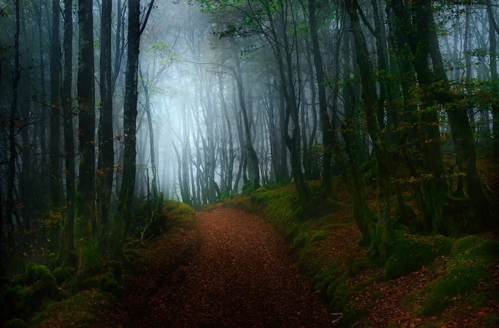 Misty Forest Path by Fran Osuna — canvas wall art