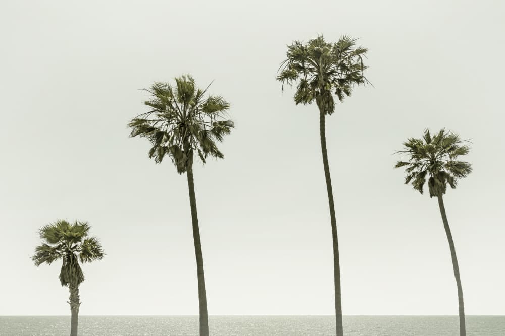 Coastal Palm Trees by Melanie Viola — canvas wall art