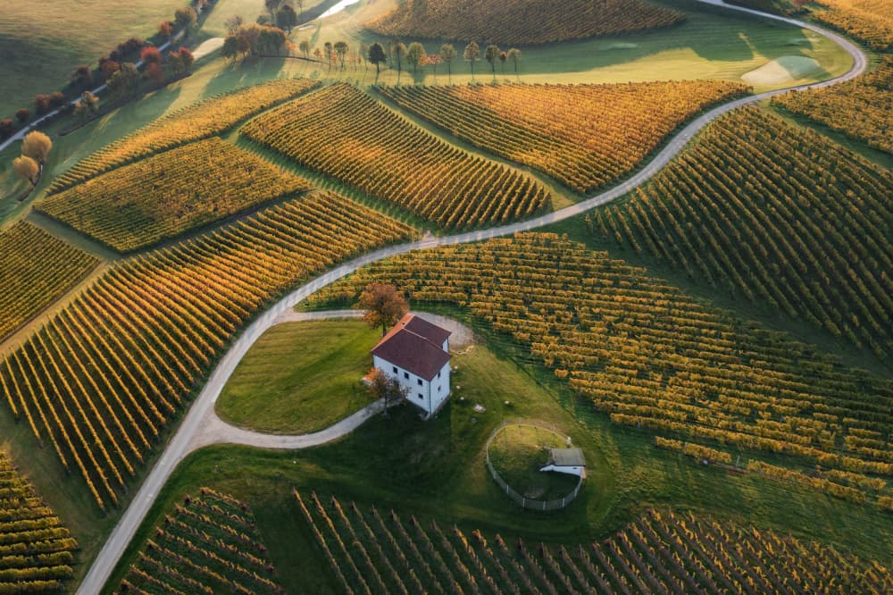Golden Vineyard Morning by Jure Kravanja — canvas wall art