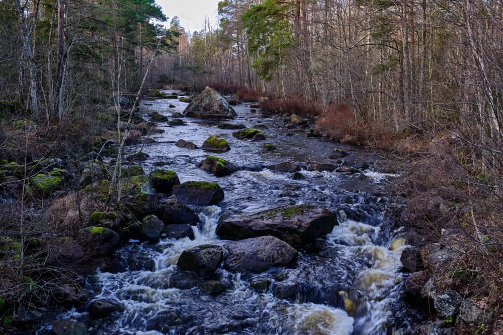 Rushing Forest River by Geertjan Plooijer — canvas wall art