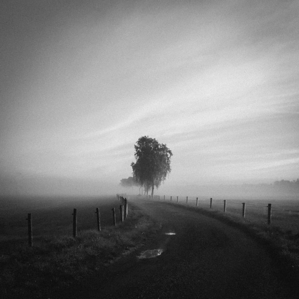 Misty Morning Road by Renate Wasinger — canvas wall art