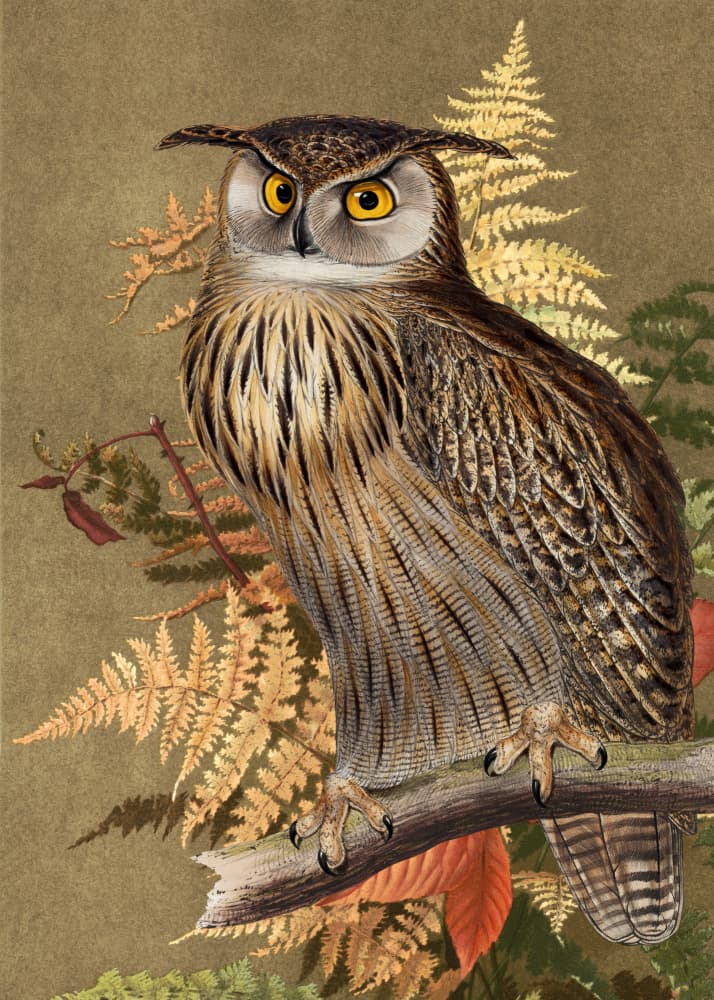 Watchful Horned Owl by Marja van den Hurk — canvas wall art