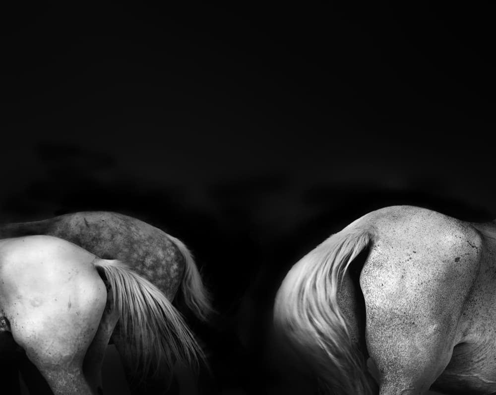 Dark Equine Forms by Linda Wride — canvas wall art
