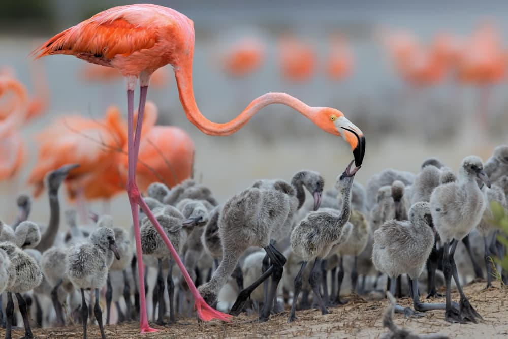 Flamingo Feeding Its Chick by Jun Zuo — canvas wall art