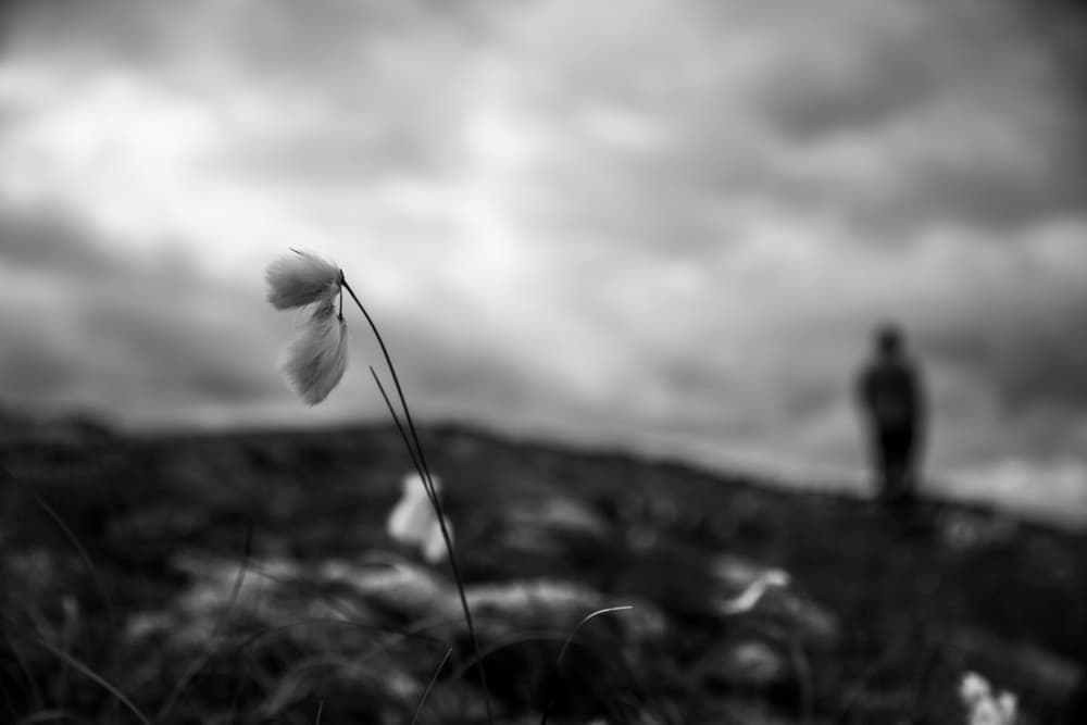 Solitary Bloom Horizon by Liesbeth van der Werf — canvas wall art