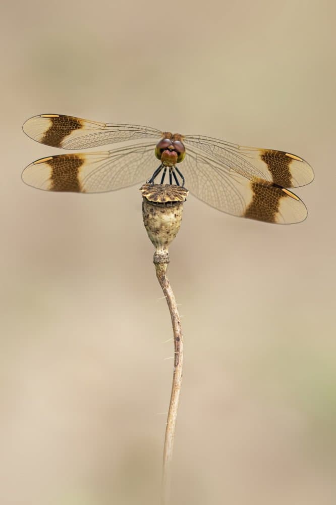 Elegant Dragonfly Perch by Fabrizio Daminelli — canvas wall art