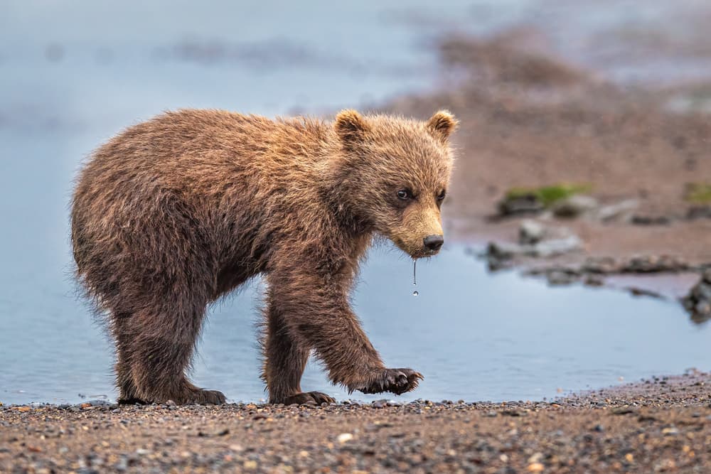Wild Bear Cub's Droplet by Jeffrey C. Sink — canvas wall art