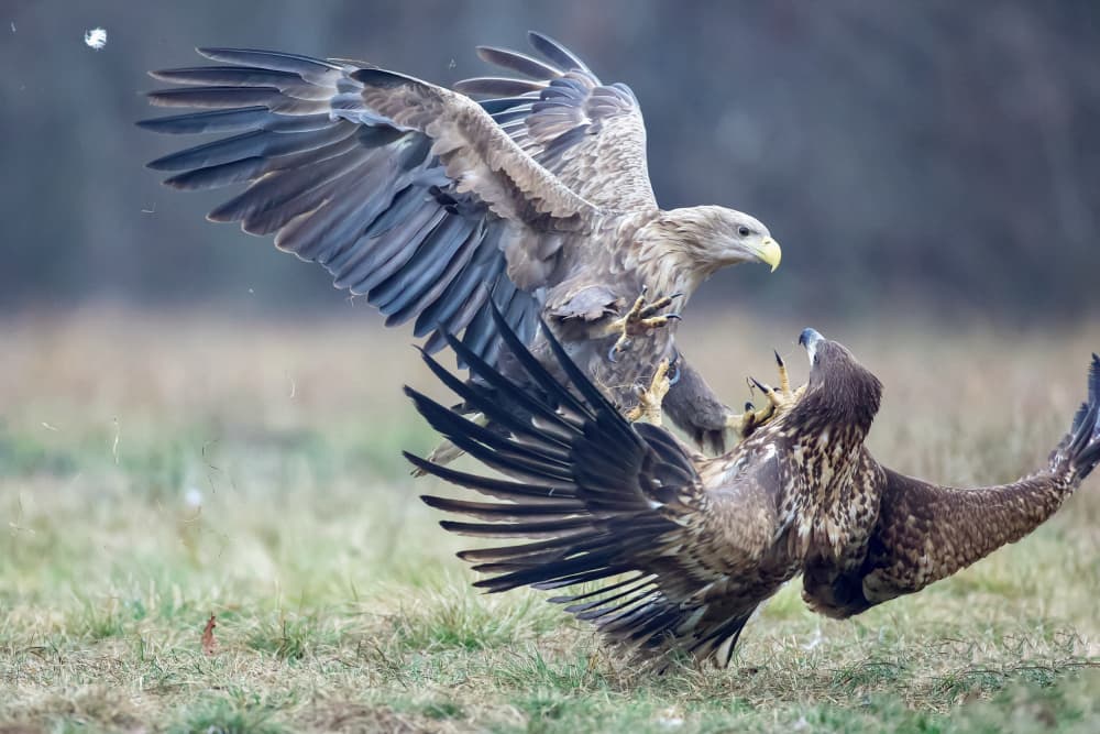 Dynamic Eagle Encounter by David Manusevich — canvas wall art