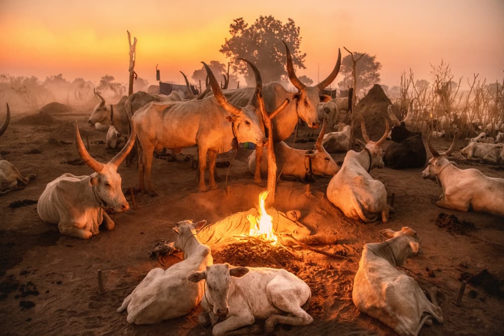 Cattle Campfire Glow by Trevor Cole — canvas wall art