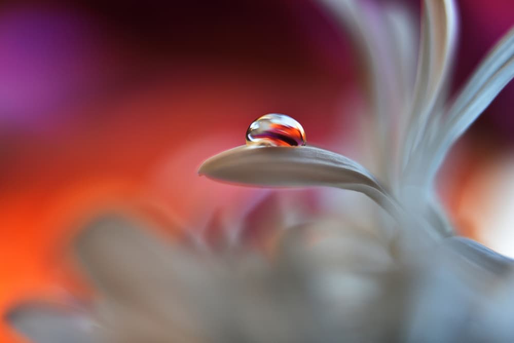 Colorful Droplet on Petal by Heidi Westum — canvas wall art