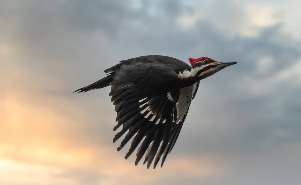 Pileated Woodpecker Soaring by Peter Stahl — canvas wall art