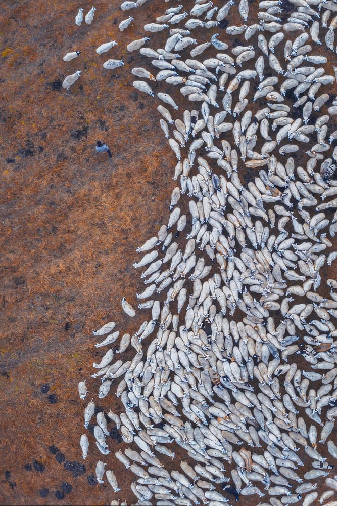 Shepherd and Sheep Herd by TIANQI — canvas wall art