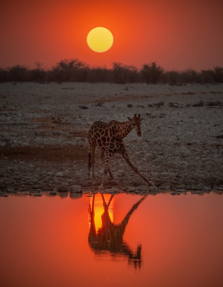 Giraffe Sunset Reflection by Isam Telhami — canvas wall art