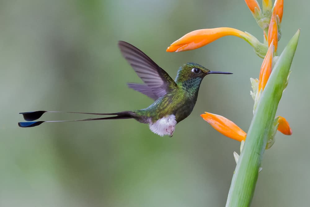 Long-Tailed Hummingbird Flight by Cheng Chang — canvas wall art