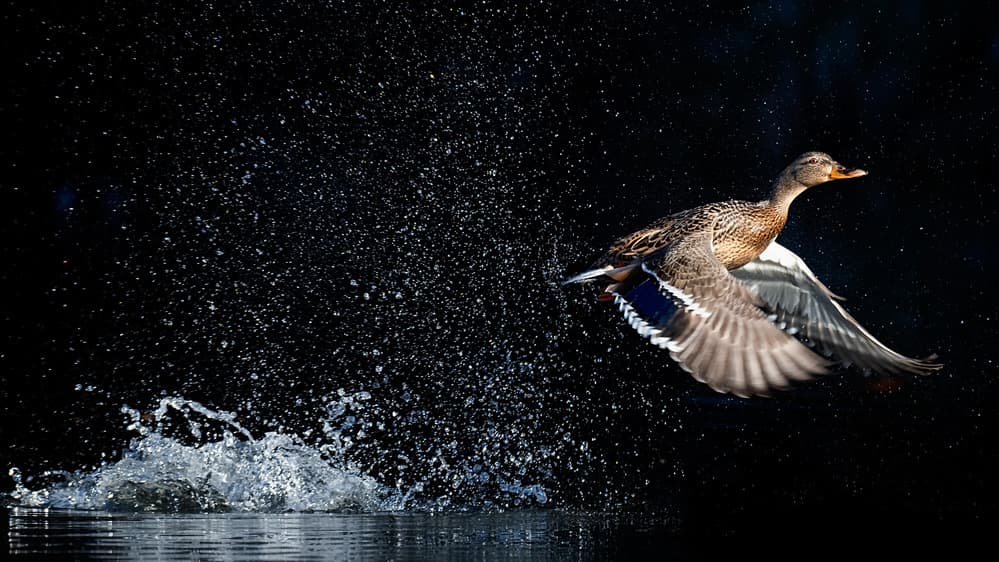 Dynamic Duck Splash by David H Yang — canvas wall art
