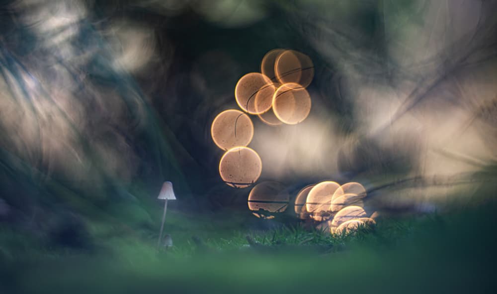 Dreamy Mushroom Glow by Jan van der Linden — canvas wall art