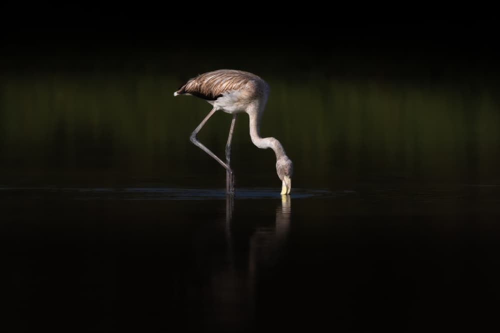 Flamingo in Dark Water by Natalia Rublina — canvas wall art
