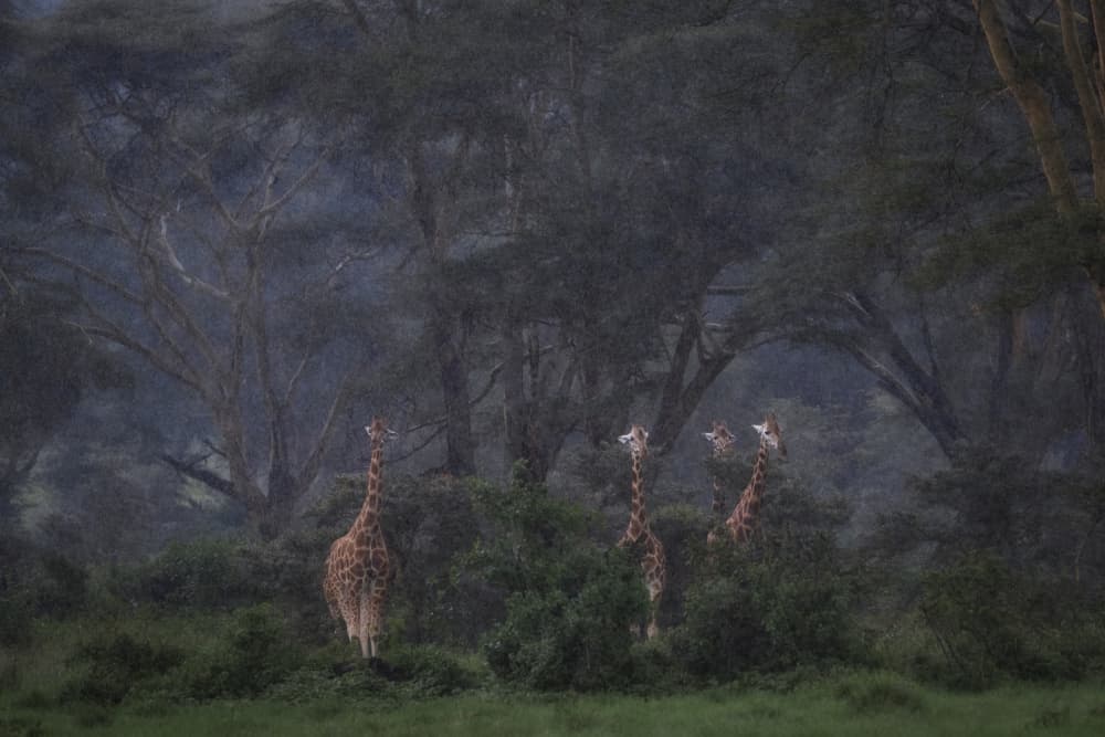 Giraffes Amidst the Rain by Roberto Marchegiani — canvas wall art