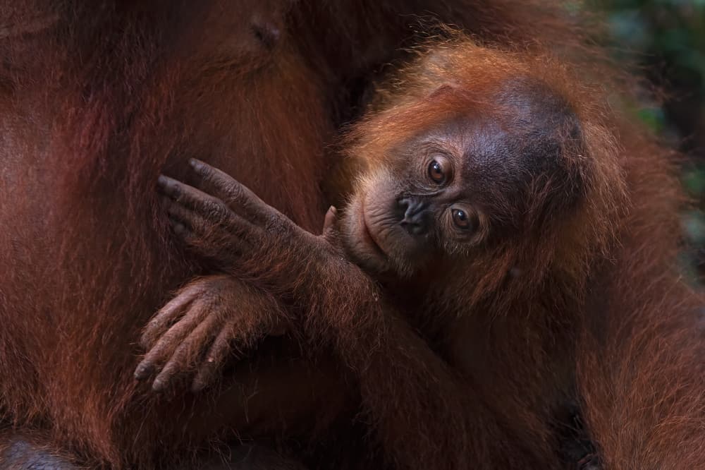 Baby Orangutan Cuddle by Marco Pozzi — canvas wall art