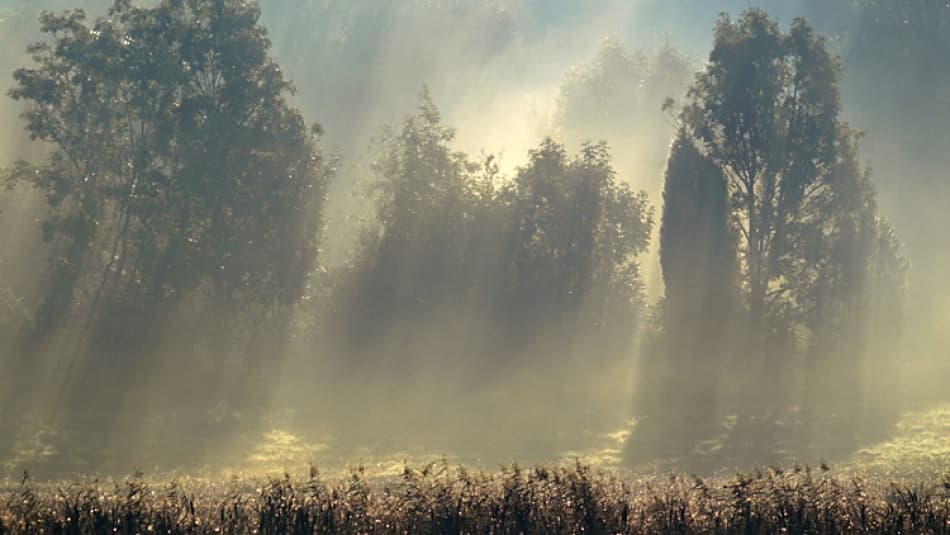 Golden Morning Mist by Allan Wallberg — canvas wall art