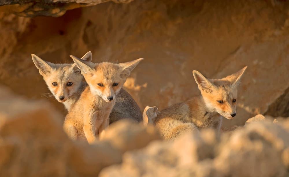 Young Desert Foxes by Shlomo Waldmann — canvas wall art