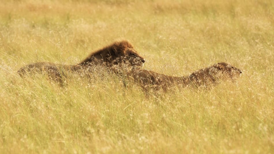 Lions In Golden Grass by Mohammed Alnaser — canvas wall art