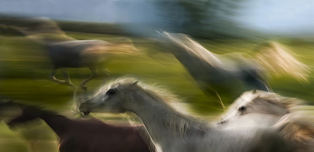 Running Wild Horses by Milan Malovrh — canvas wall art