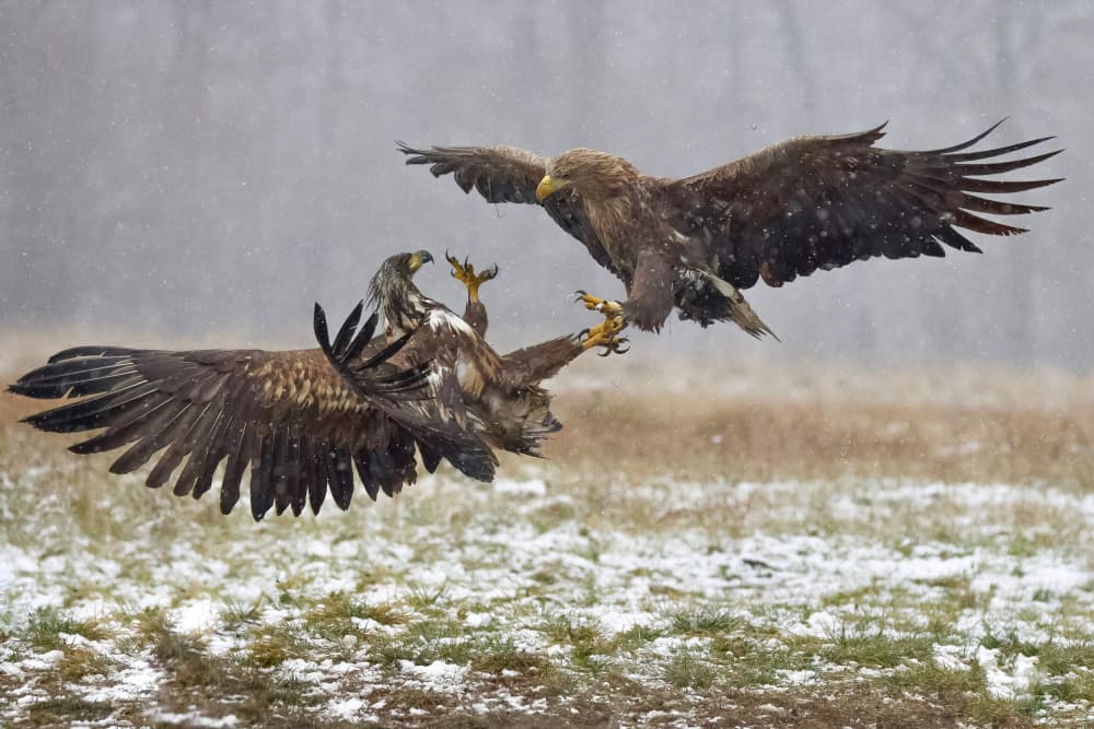 Eagles in Snowy Battle by David Manusevich — canvas wall art