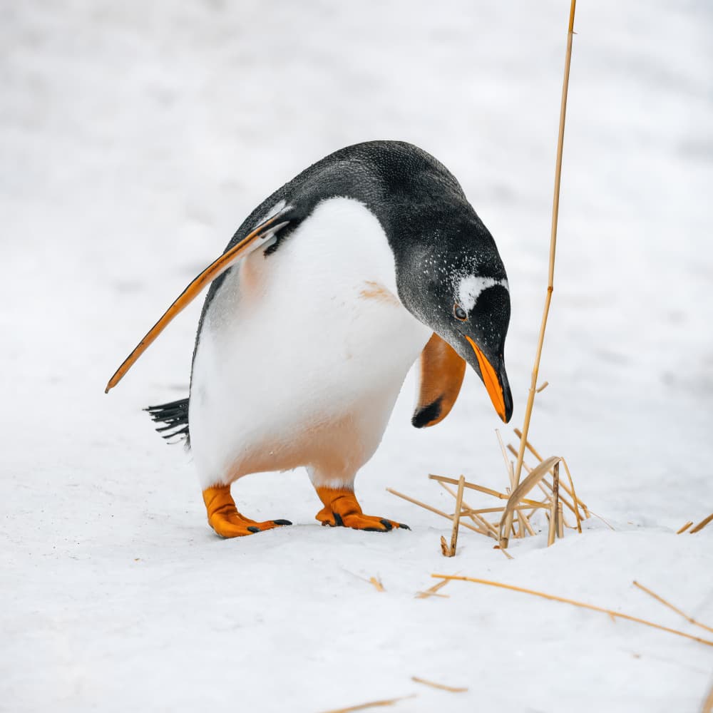 Curious Gentoo Penguin by Alex Zhao — canvas wall art