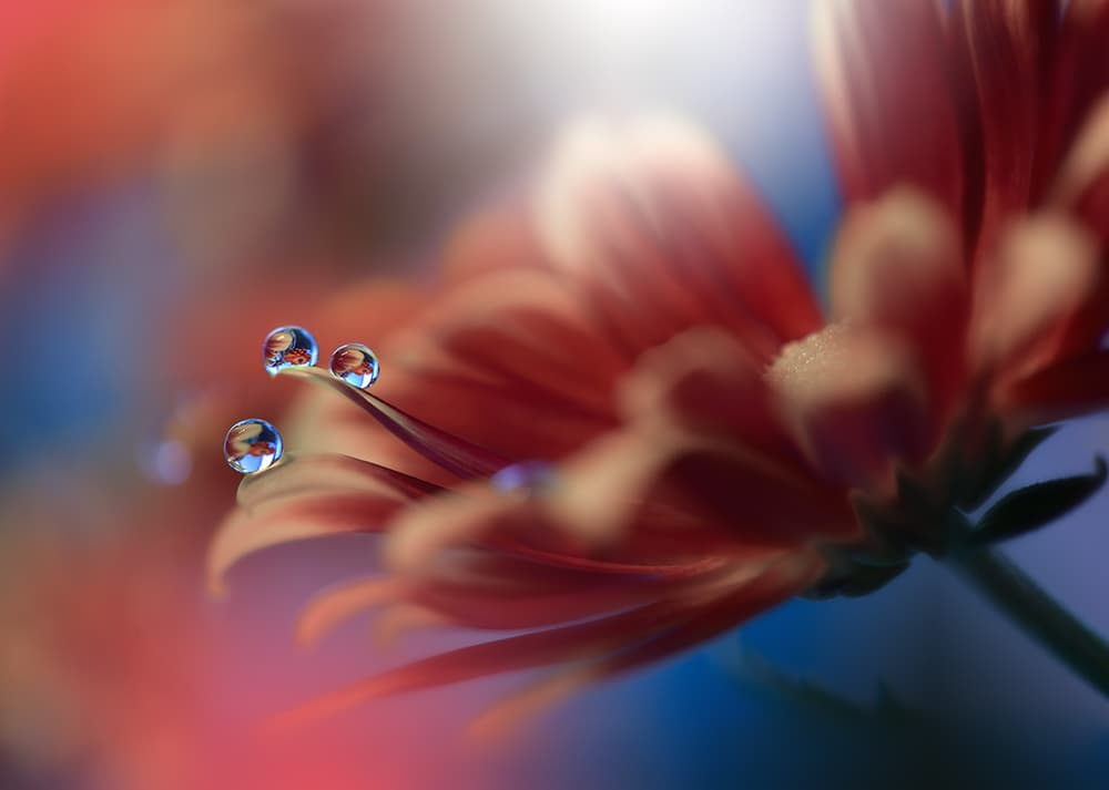 Vibrant Petal Dewdrops by Juliana Nan — canvas wall art