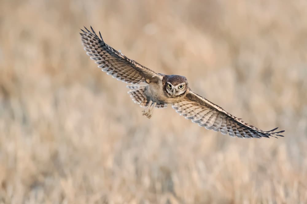Burrowing Owl in Flight by Phillip Chang — canvas wall art