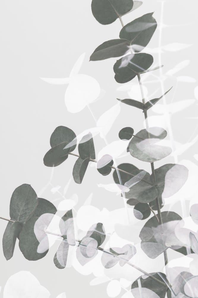 Soft Grey Eucalyptus by Pictufy Studio III — canvas wall art