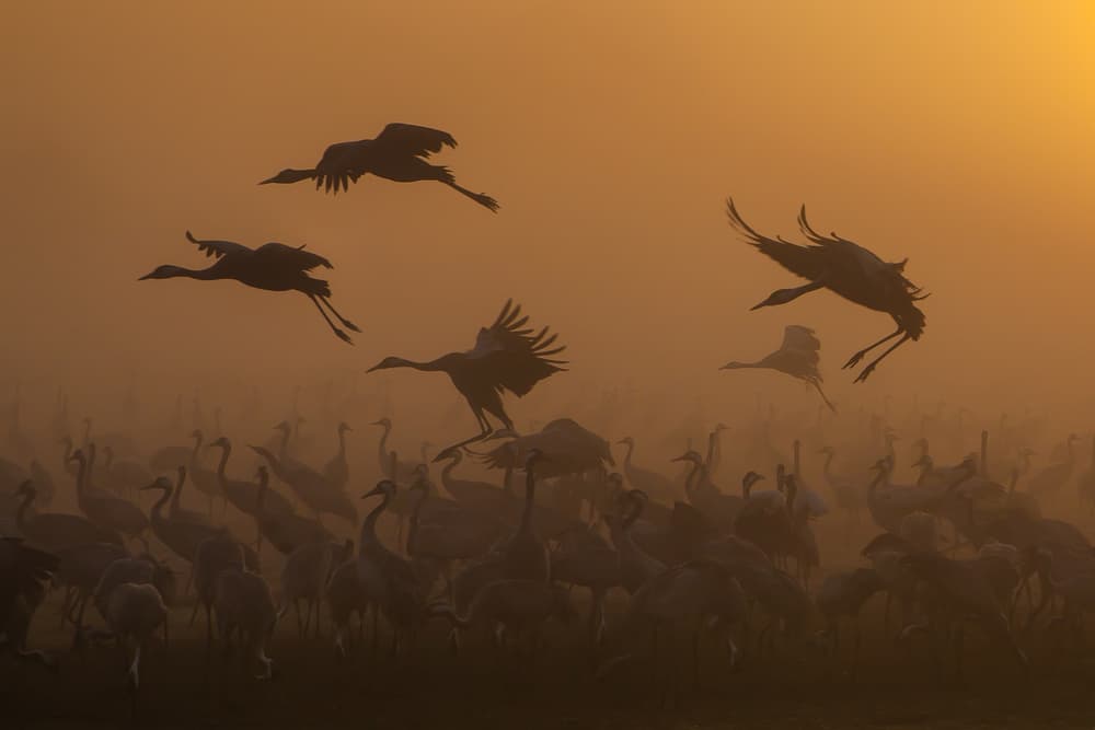 Cranes Golden Dawn by Natalia Rublina — canvas wall art