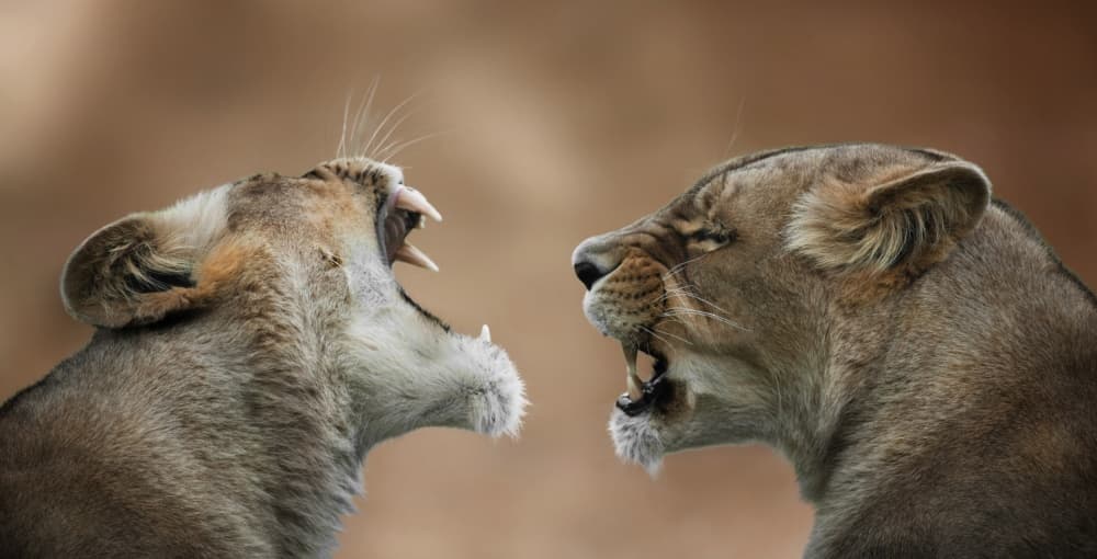 Roaring Lioness Standoff by Mathilde Guillemot — canvas wall art
