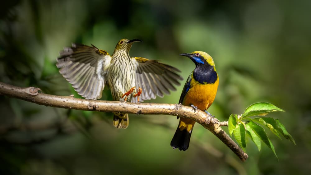 Tropical Bird Interaction by tianhuayu — canvas wall art